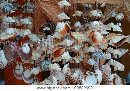 Shell Wind Chimes