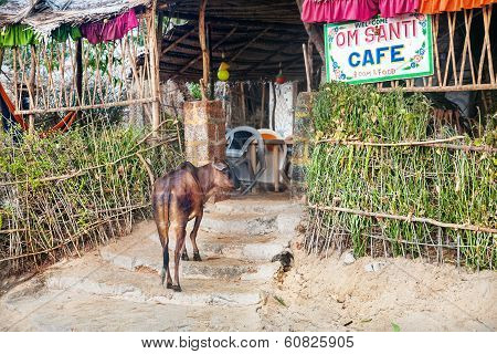 Cow Going To Cafe