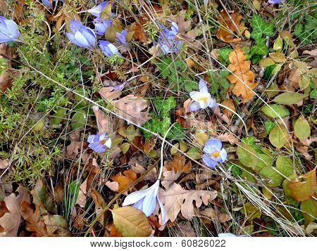 crocuses