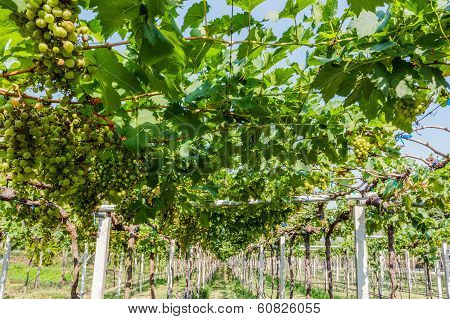 Grape Farm.