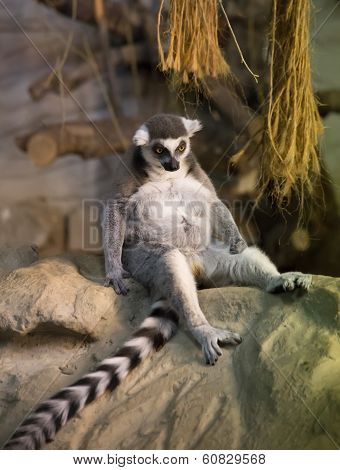Lemur Funny Animal