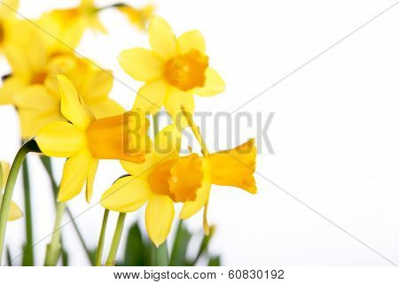 Yellow Daffodils