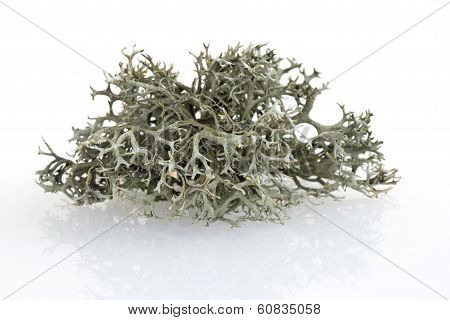 Tree moss from fir and pine trees
