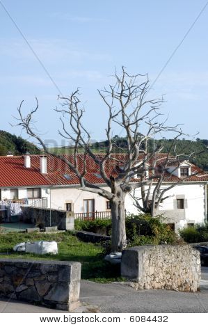 Alten doddered Baum mitten im Dorf