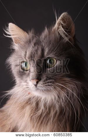 Gray Cat