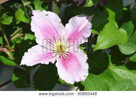 Clematis Flower  (clematis)