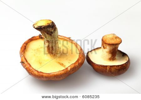 Varietà di Jack scivoloso funghi commestibili (Suillus Luteus)