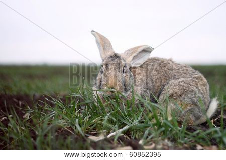 Gray Rabbit In The Field