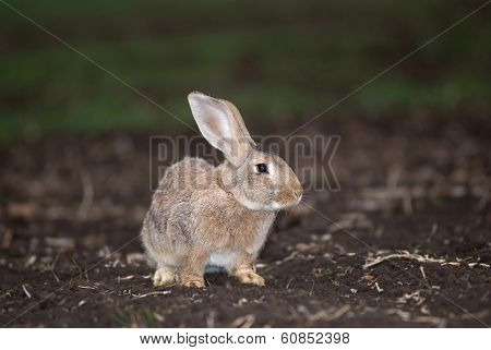 Gray Rabbit In The Field