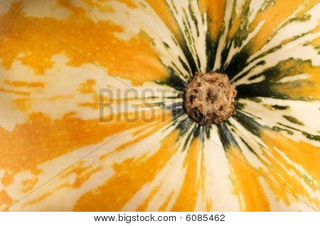Close up di un colorato squash
