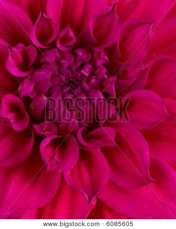 Fiore magenta