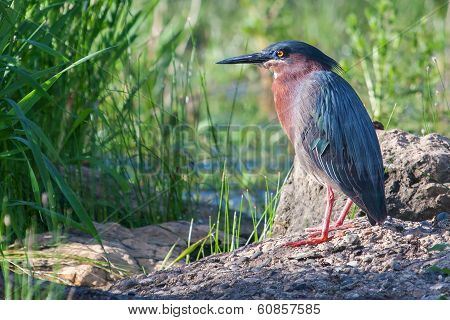 Green Heron (butorides Virescens Virescens)