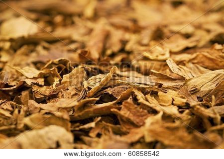 Tobacco Leafs