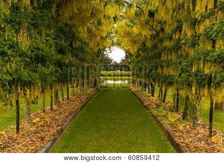 Laburnum Arch In Full Bloom Over Grass Path