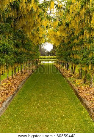 Laburnum Arch In Full Bloom Over Grass Path