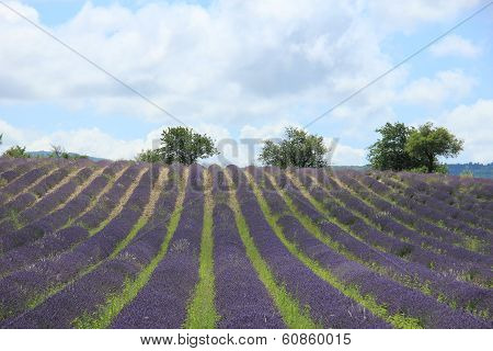 Lavender Fields Near Sault, France