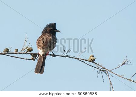 Red Vented Bulbul Bird (pycnonotus Cafer)