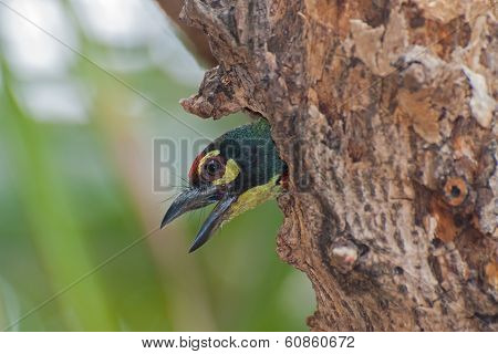 Coppersmith Barbet bird (Megalaima haemacephala)