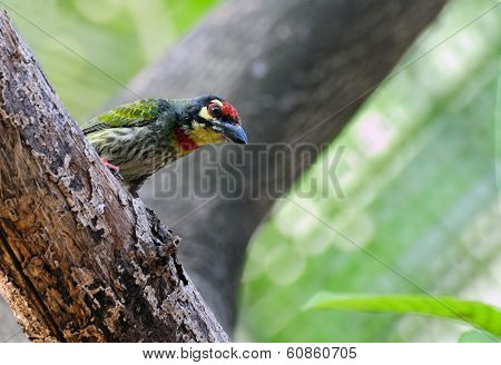Coppersmith Barbet Bird (megalaima Haemacephala)