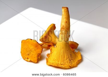 Række spiselige svampe kantarel (Cantharellus Cibarius)