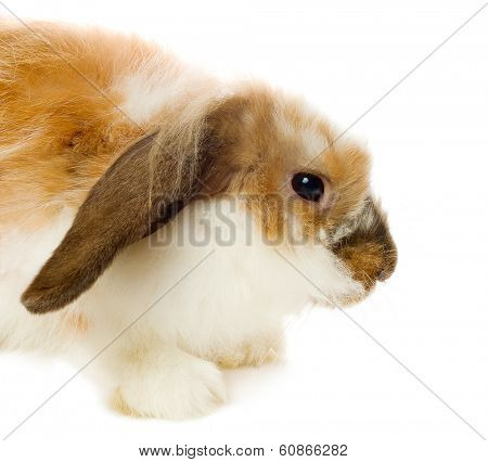 Brown lop-eared rabbit isolated on white