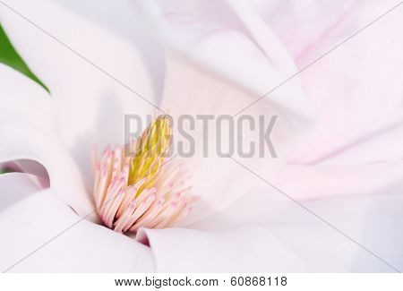 Flower Of A Magnolia Tree