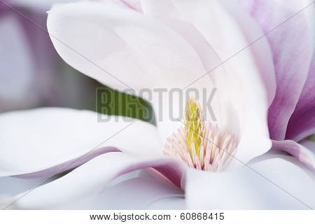 Flower Of A Magnolia Tree
