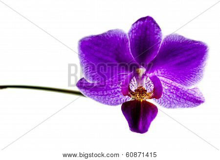 Orchid
