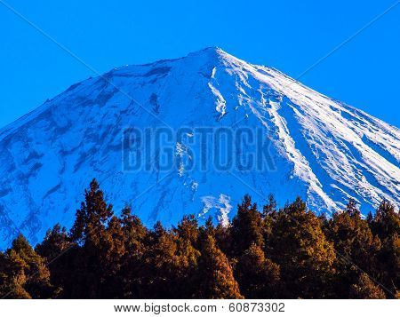Woods and beautiful snowcapped Mount Fuji blue sky