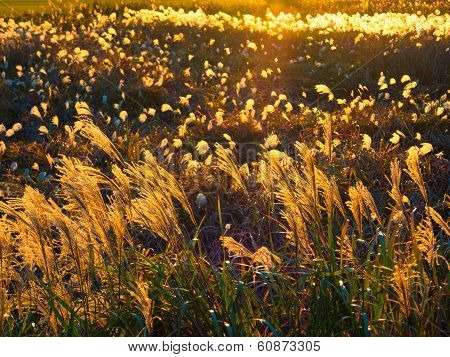 Japanese autumn sunset with silver grass silhouette