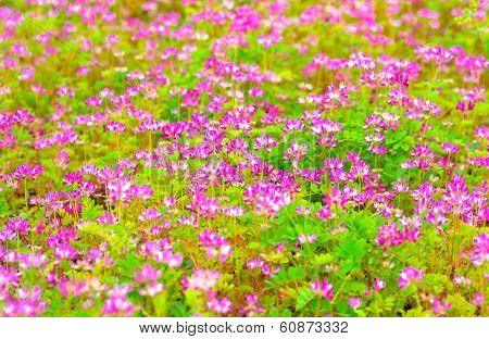 A field of chinese milk vetch, Astragalus sinicus, blooming at early summer