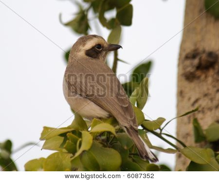 Woodshrike ทั่วไป