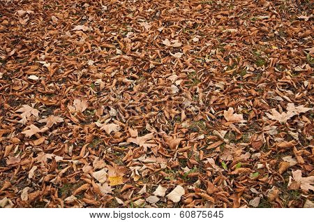 Fallen leaves