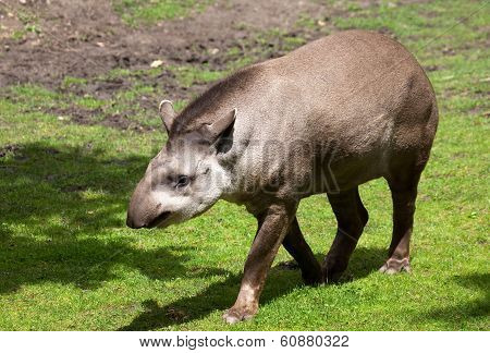 Tapir
