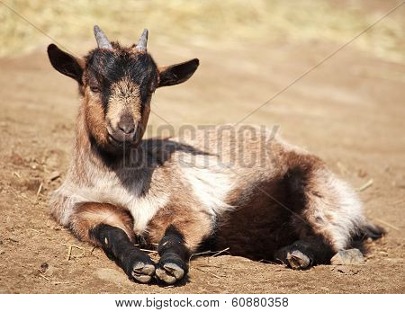 Goatling