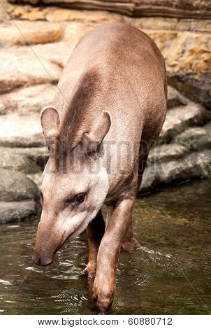 Tapir
