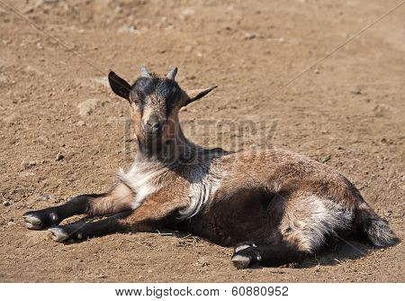 Goatling
