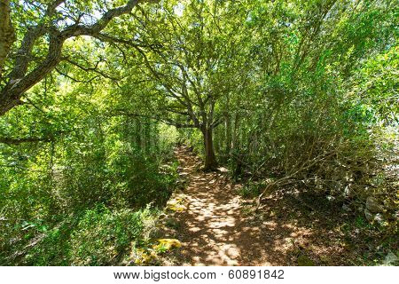 mediterranean forest in Menorca with oak trees in Cala Galdana of Balearic islands