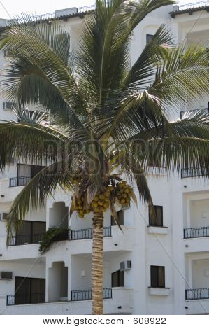 Albero di Palma