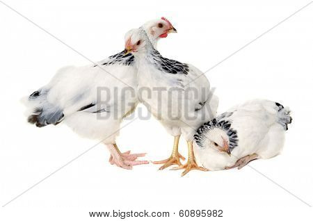 Chickens is standing and looking. Isolated on a white background.