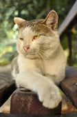 Katze