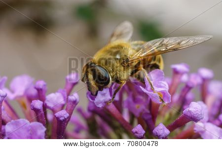 A beautiful Hover-fly feeding on a purple Buddleja flower