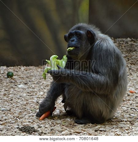 Eat monkey