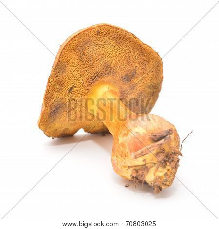 Xerocomus Rubellus