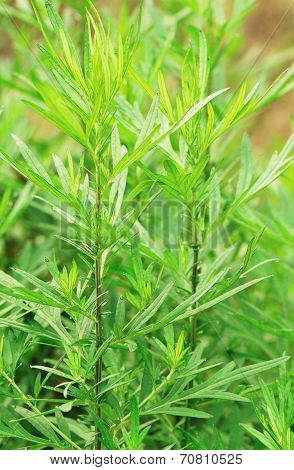 mugwort plant grow