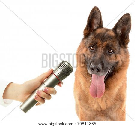 Cute dog with microphone isolated on white