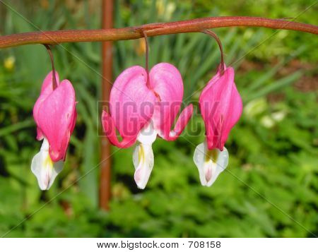 Bleeding Heart