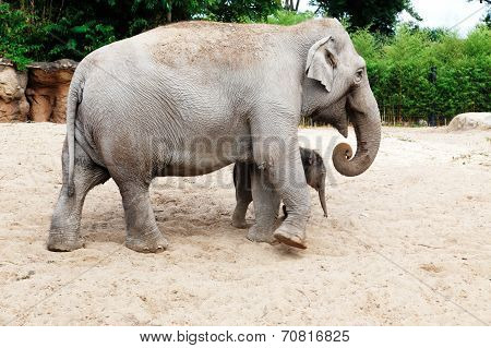 Mother elephant with her newborn baby elephant