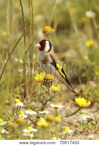 Goldfinch