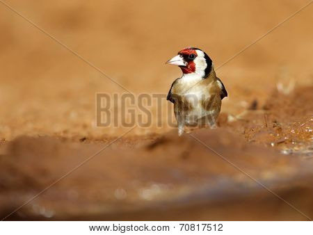 Goldfinch
